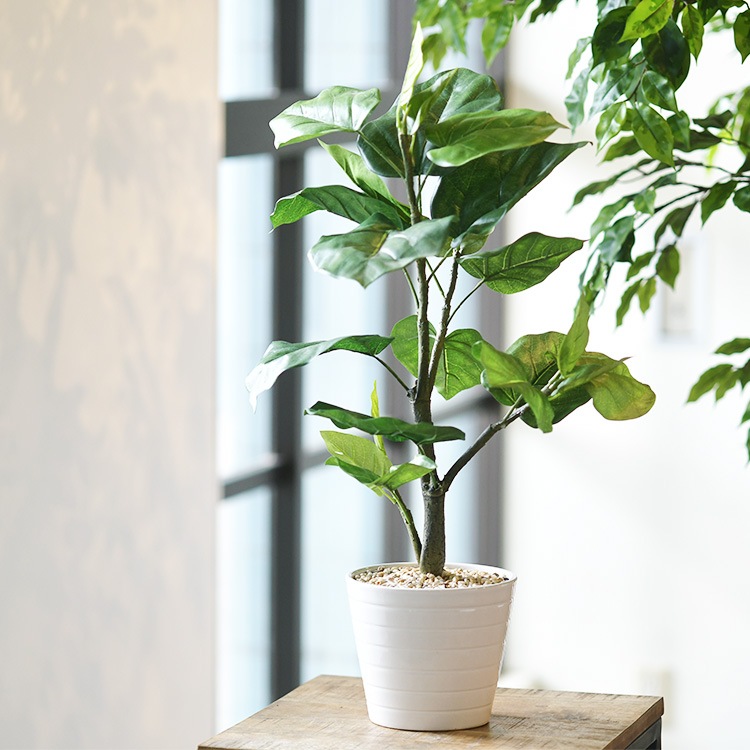 ٥顼 ݥå  ͹տʪ ȭ ƥꥢ꡼     ȭ ȭ ܥ˥  ¤ ե ͹ ʪ ӥ  ե Ź  