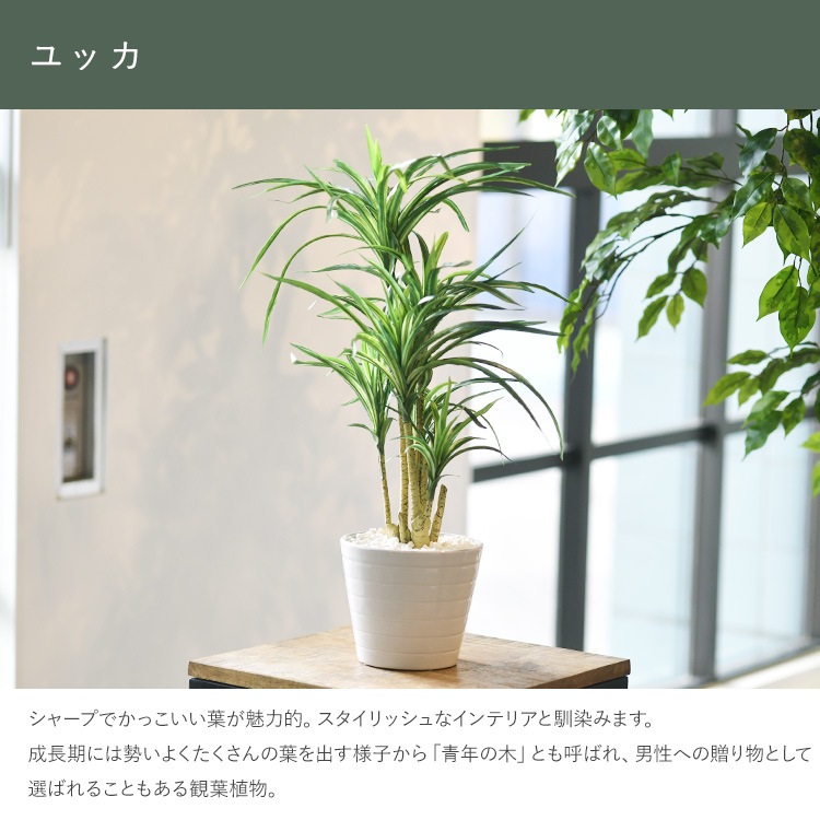 å ݥå ߥ 5  ͹տʪ ȭ ƥꥢ꡼     ȭ ȭ ܥ˥  ¤ ե ͹ ʪ ӥ  ե Ź  