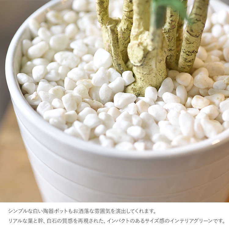 å ݥå ߥ 5  ͹տʪ ȭ ƥꥢ꡼     ȭ ȭ ܥ˥  ¤ ե ͹ ʪ ӥ  ե Ź  