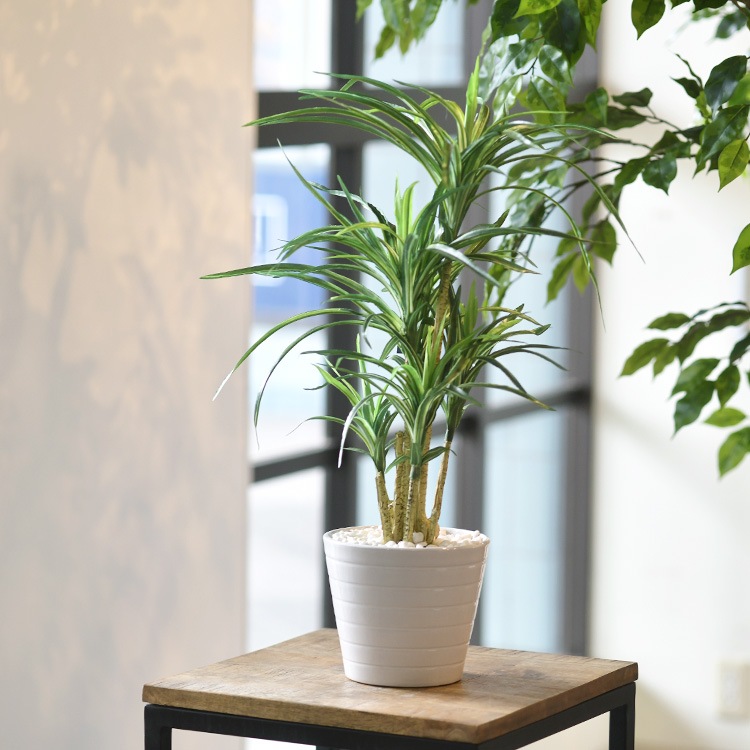 å ݥå ߥ 5  ͹տʪ ȭ ƥꥢ꡼     ȭ ȭ ܥ˥  ¤ ե ͹ ʪ ӥ  ե Ź  