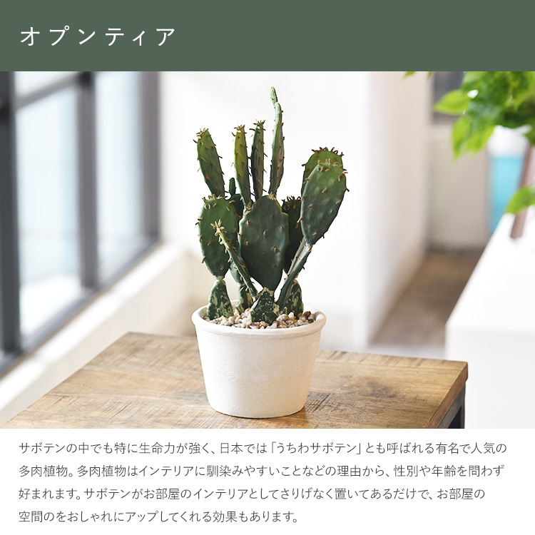 フェイクサボテン 人工観葉植物 リアル カクタス 多肉植物 インテリア