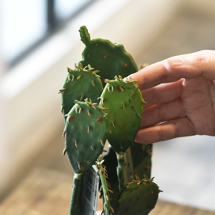 ¿����ʪ ���ץ�ƥ��� �ݥå� �ߥ� 4��  �͹����տ�ʪ ȭ���� ����ƥꥢ���꡼�� ��� ���� ������ ���� ȭ�� ȭ �ܥ��˥��� �� ¤�� �ե����� �͹� ��ʪ ��ӥ� ���� ���ե� Ź��  