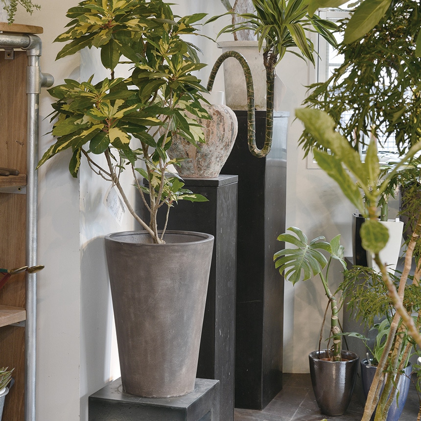 プランター 軽量 大型 植木鉢 寒さに強い テラメント トール 22号 高さ