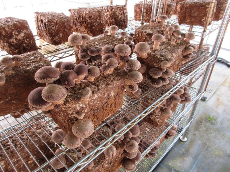 新潟県産 乾燥しいたけ（菌床栽培）5パックセット