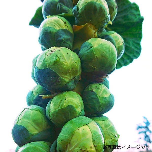 おまかせ野菜セット3000円