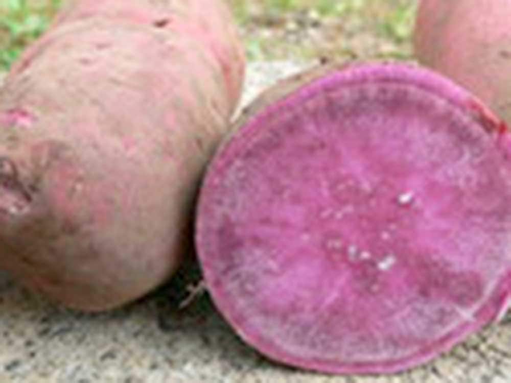 マニアックなさつまいも2kgセット