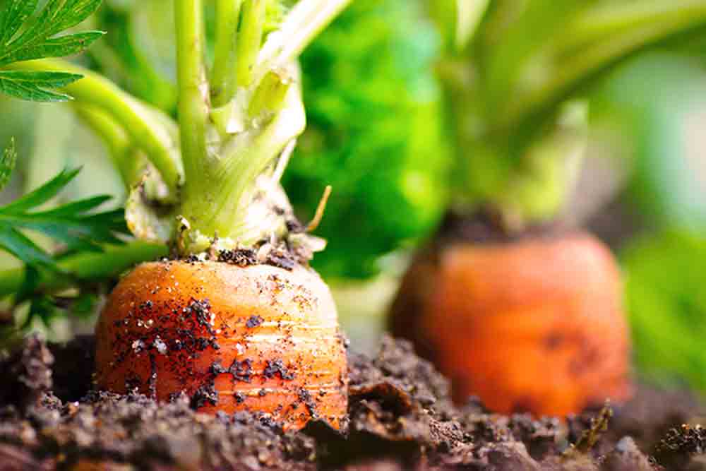 雪国生まれのおいしい人参ジュース
