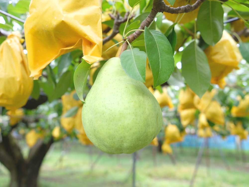 贈答用ルレクチェ2ｋｇ