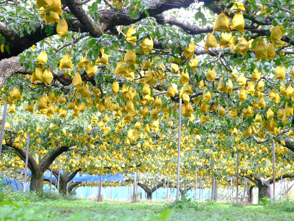 贈答用ルレクチェ2ｋｇ