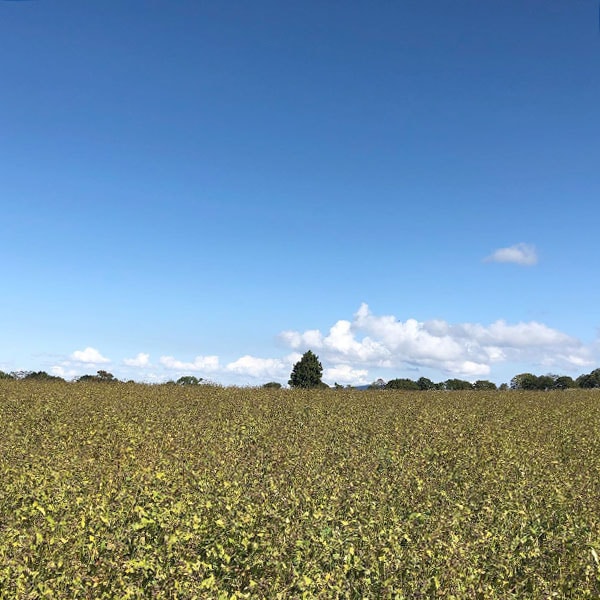 イチカラそば12個