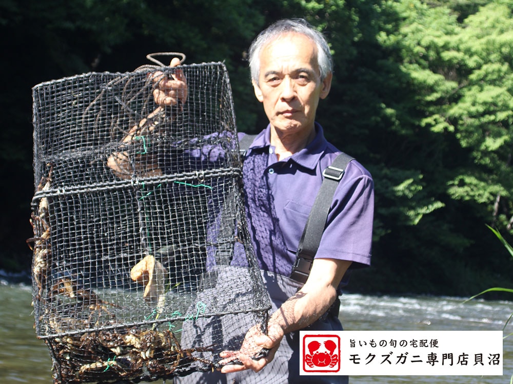 天然活きモクズガニ