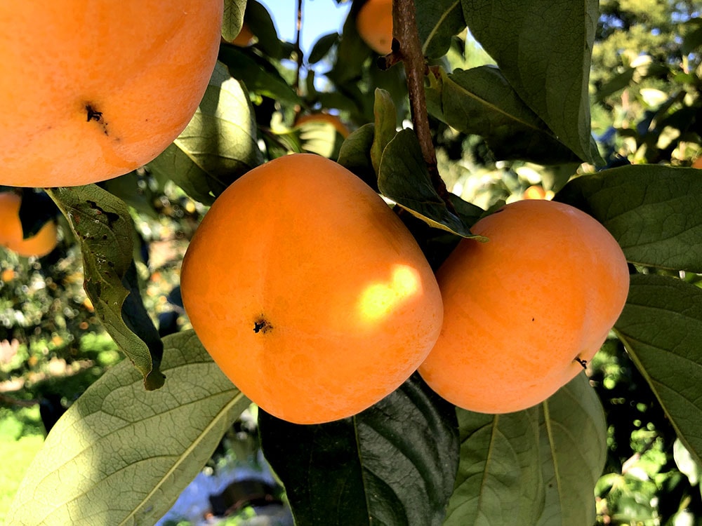 あんぽ柿15個入り