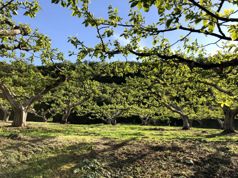 【大玉】あんぽ柿12個入り