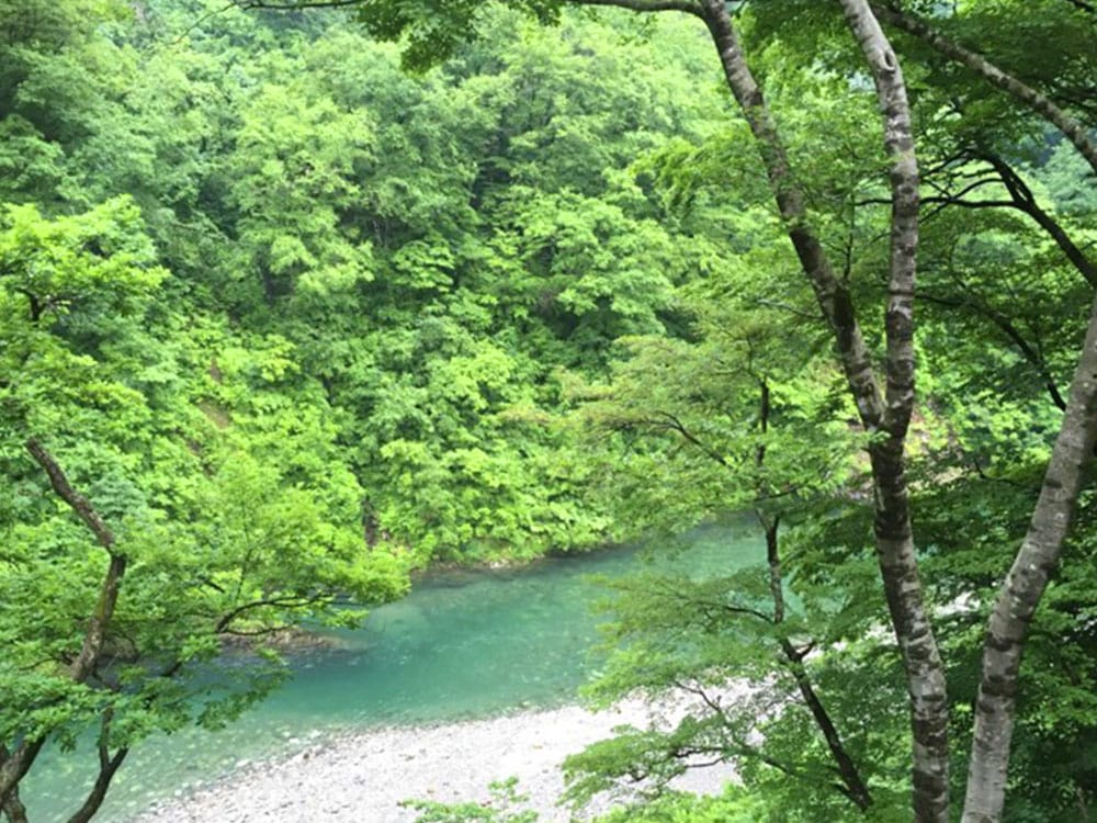 胎内高原の烏龍茶