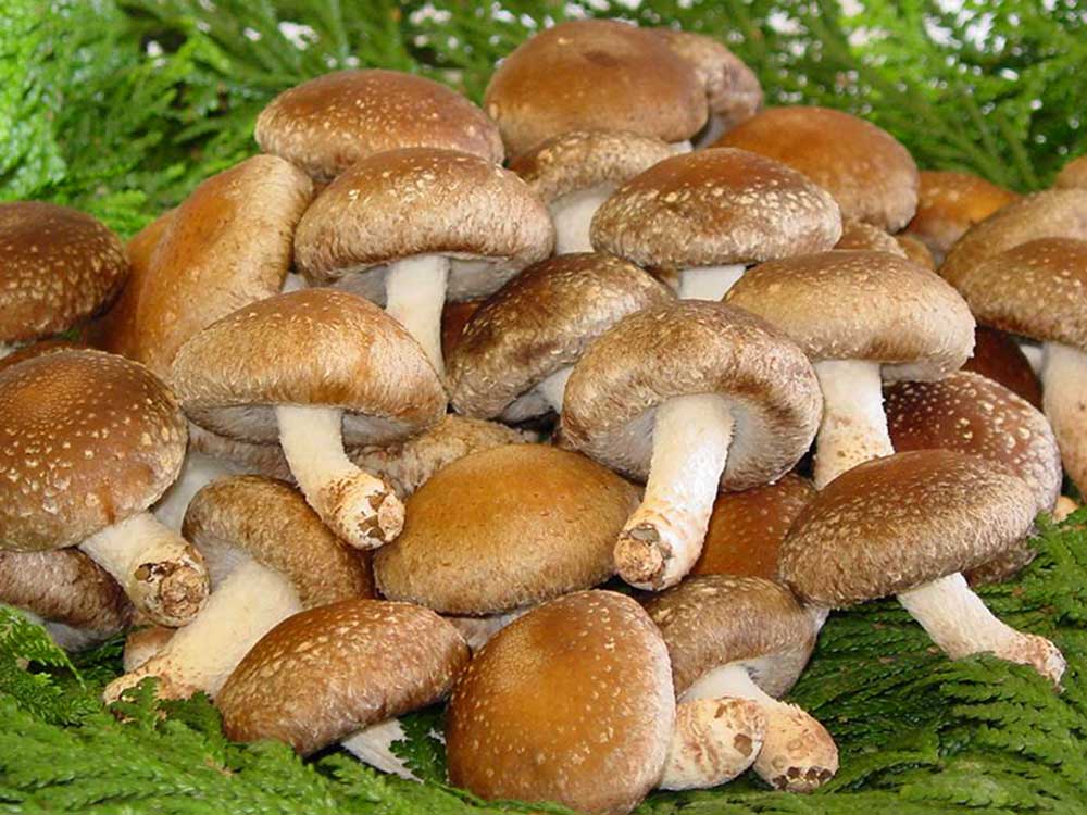 新潟県産 あらかわ生しいたけ 1㎏