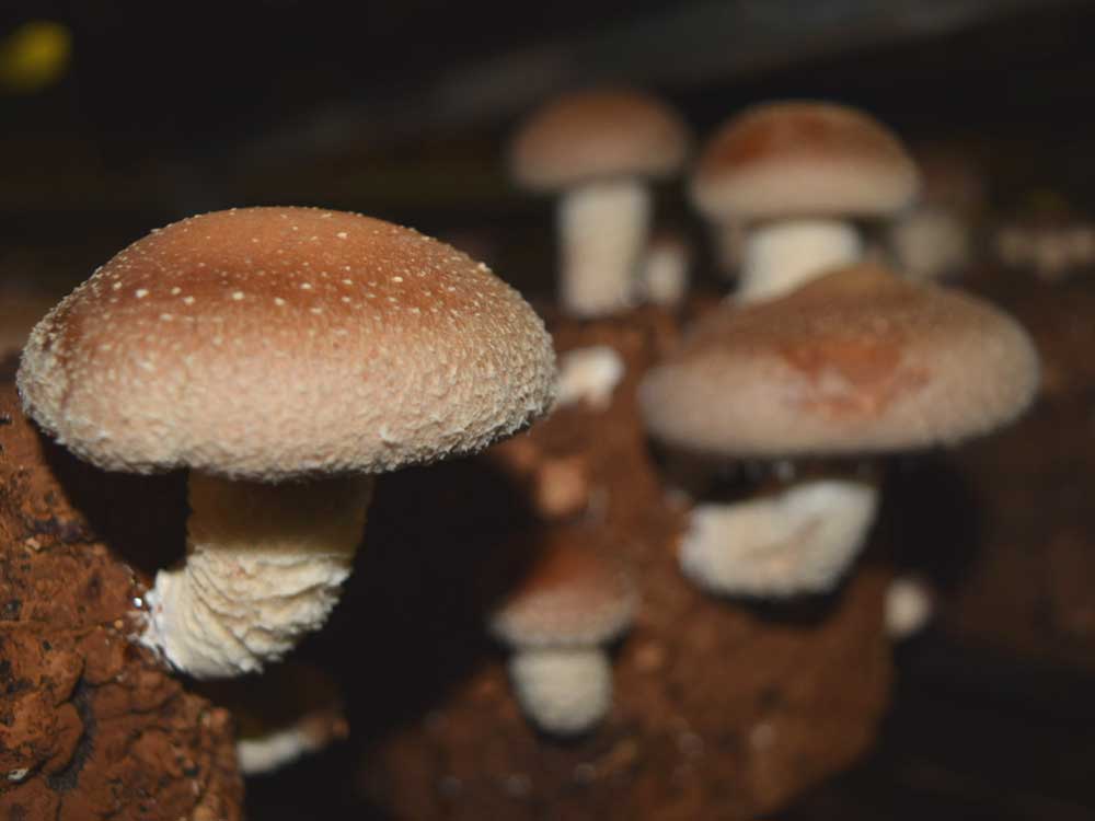 新潟県産 あらかわ生しいたけ 1㎏