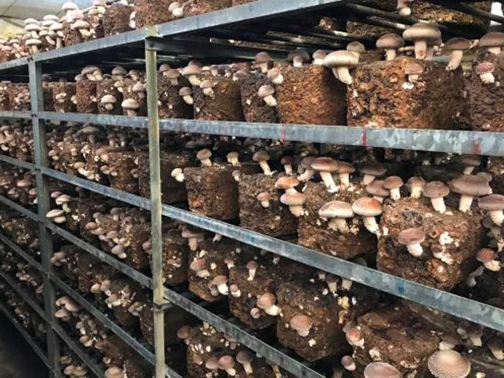 新潟県産 あらかわ生しいたけ 1㎏