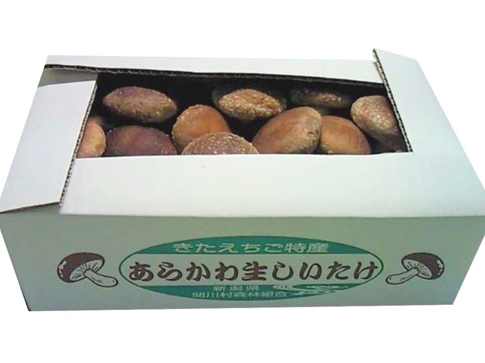 新潟県産 あらかわ生しいたけ 500g