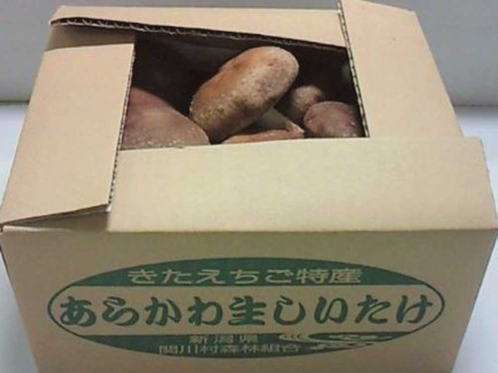 新潟県産 あらかわ生しいたけ 1㎏