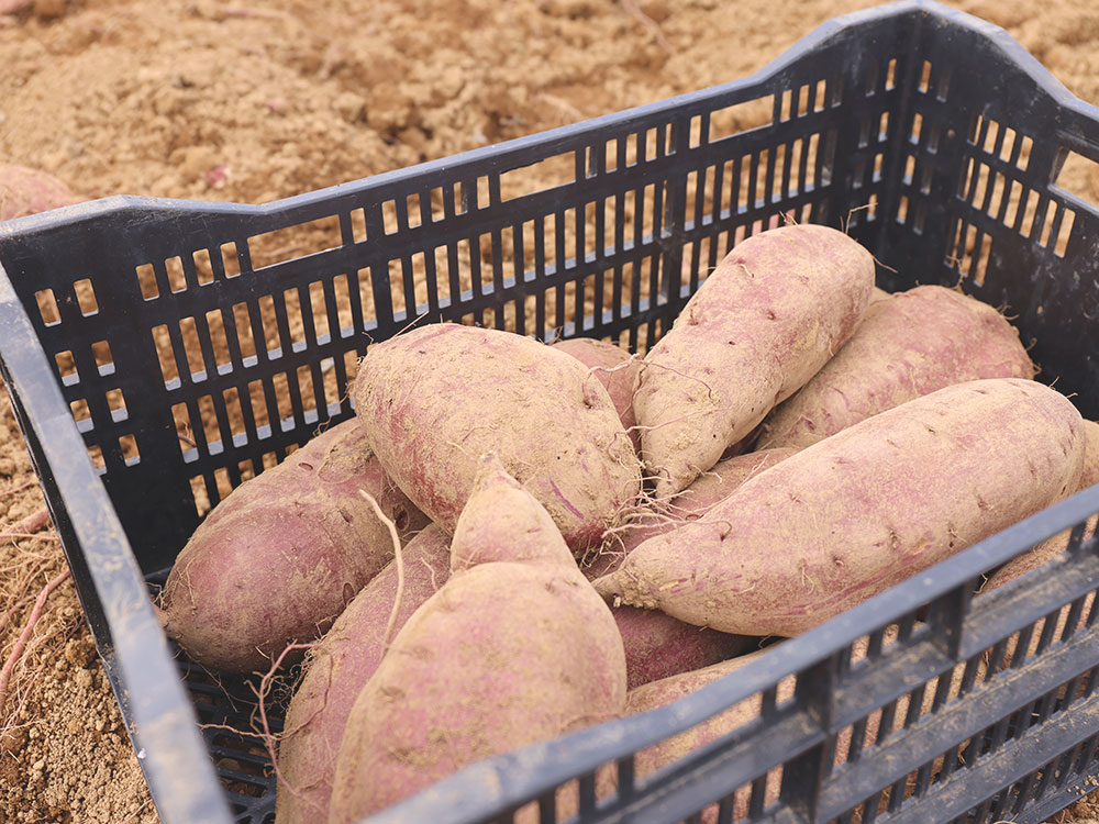 干し芋（シルクスイート1kg)