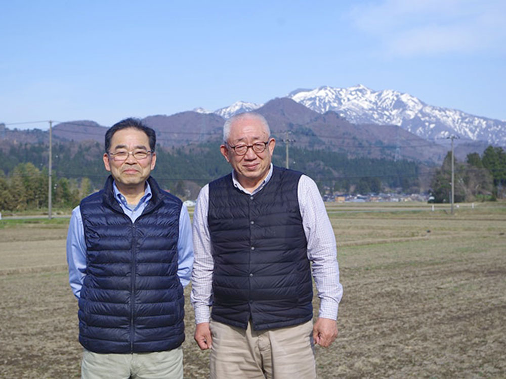 塩漬けわらび（800g）