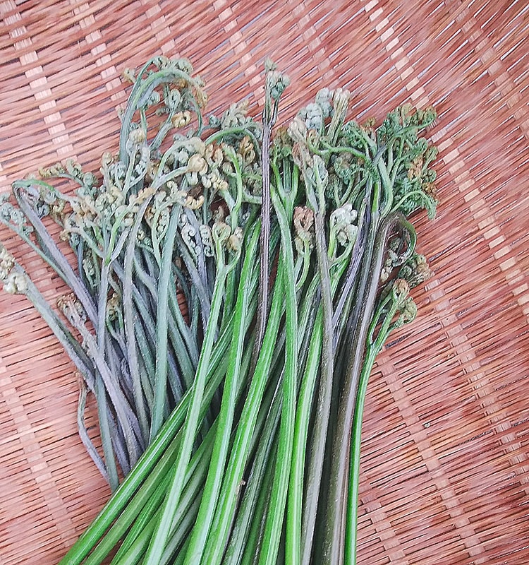 塩漬けわらび（800g）