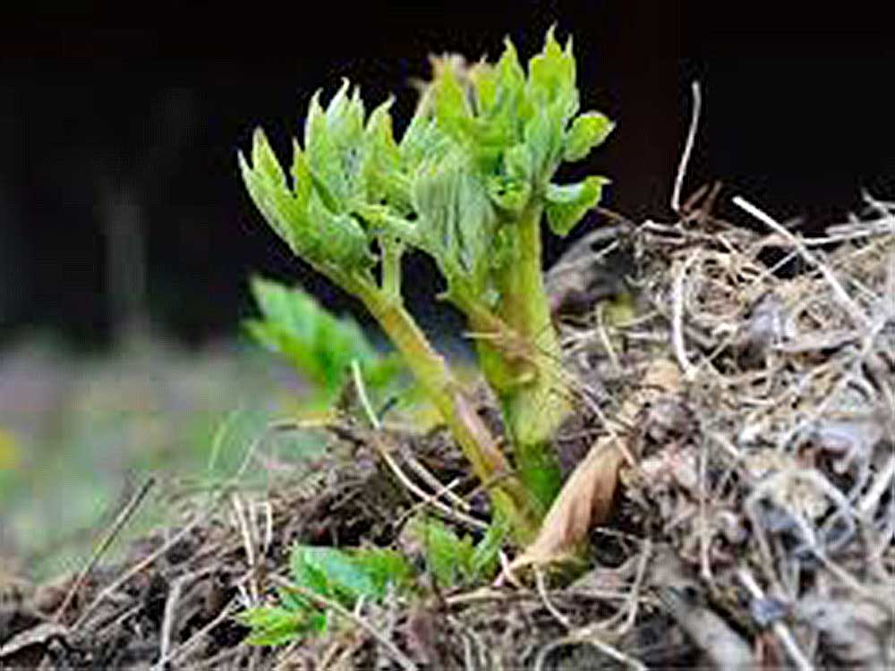 おまかせ 天然山菜詰合せセット