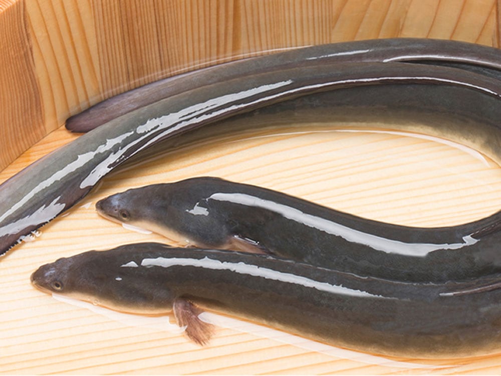 あがの夢うなぎ　蒲焼２個セット