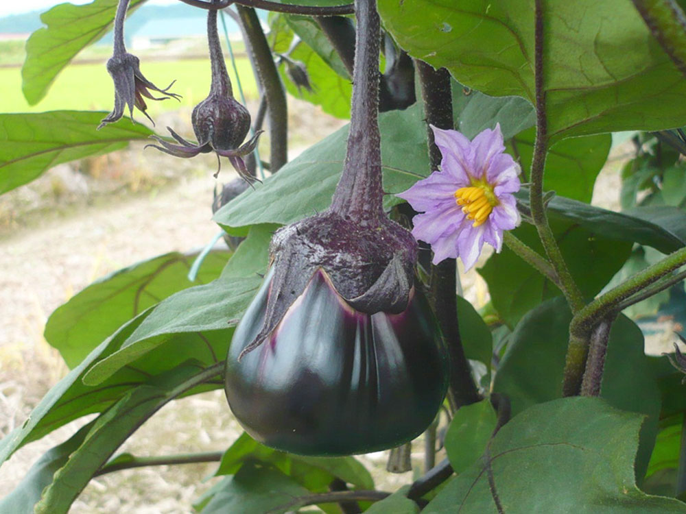 魚沼産紫水なす漬