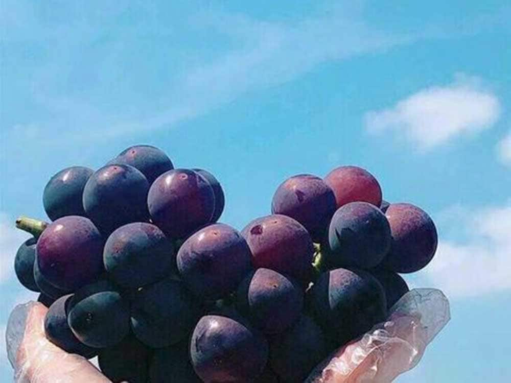 種なし巨峰