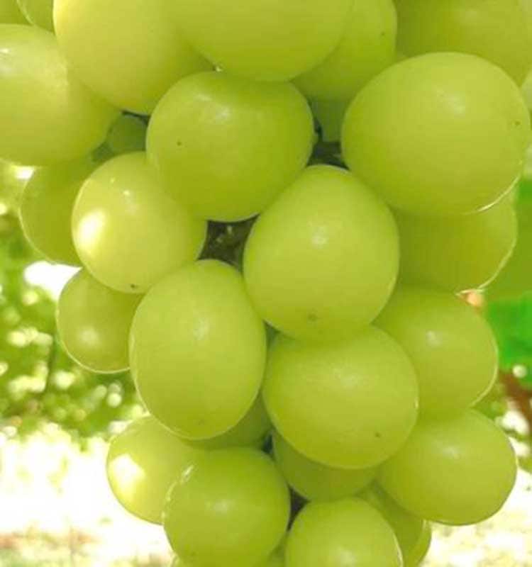 シャインマスカット