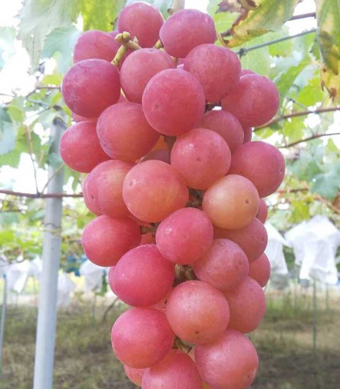 種なしマイハート