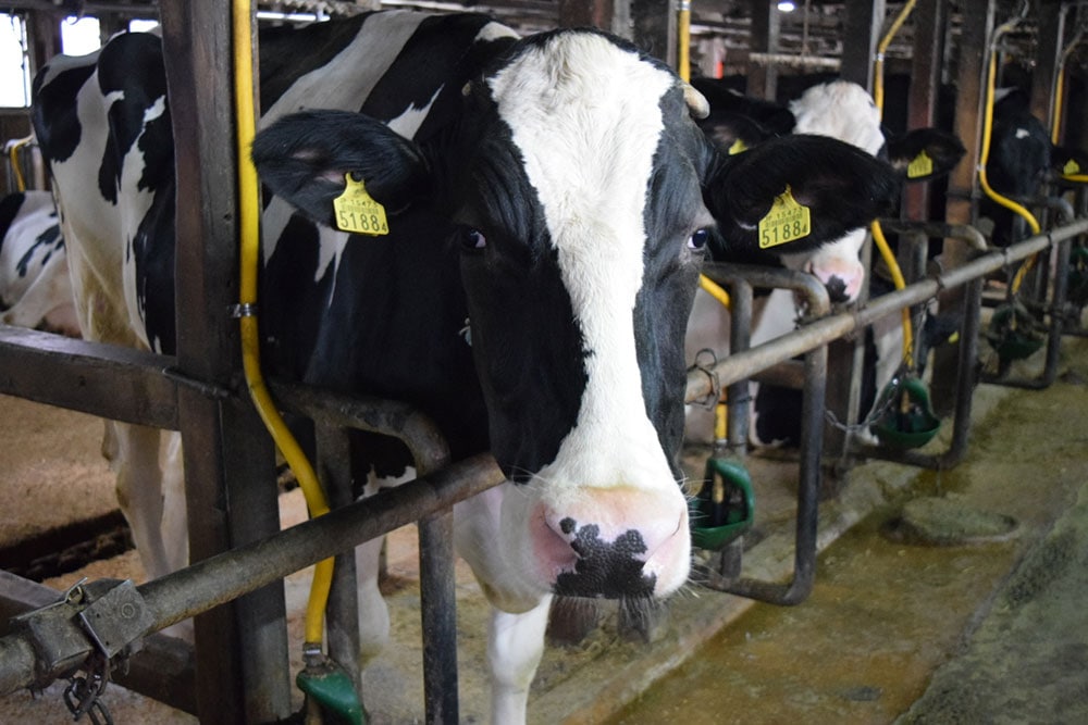 飲むフレッシュヨーグルト900ml×2本