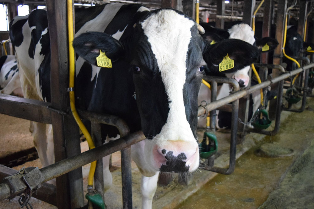 飲むフレッシュヨーグルト150ml×9本