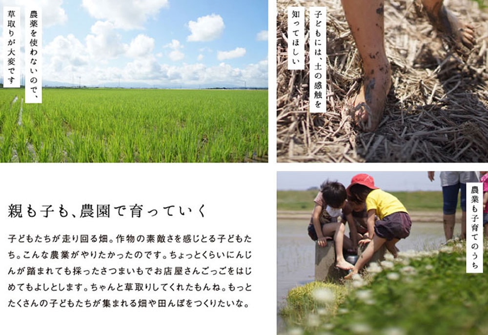 自然栽培（農薬・肥料不使用）コシヒカリ　玄米5㎏