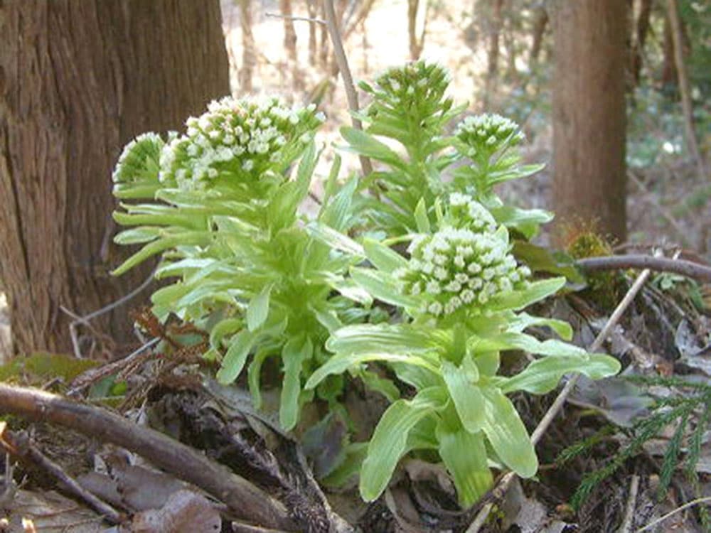 おまかせ 天然山菜詰合せセット