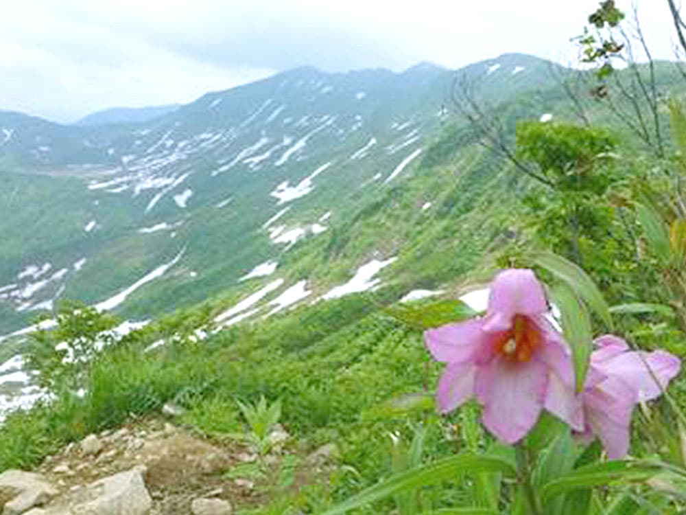 おまかせ 天然山菜詰合せセット