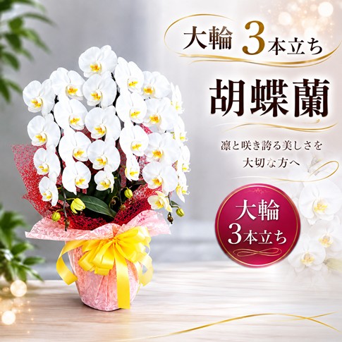 https://1187i.com/shopbrand/ct85/