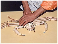 （2）包丁の手元を腹(かぶ)の真ん中にあて、下の甲羅に傷を付けないように左手で軽 く(ポンと)包丁をたたく。 