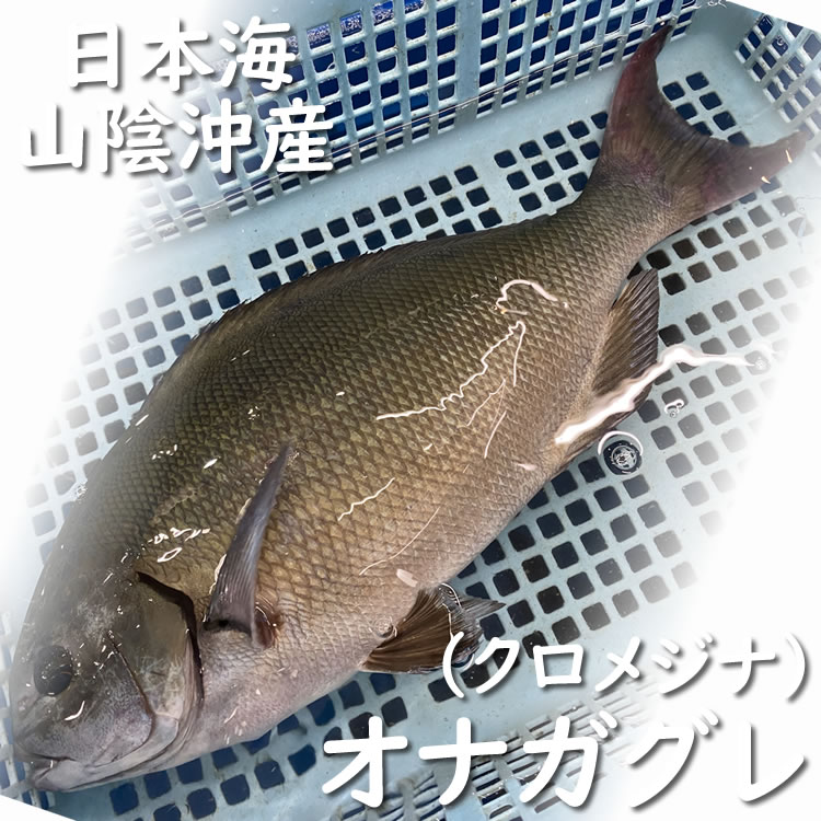 ノドグロ 下処理済 冷凍 1尾 約200-249ｇ 調理前重さ 浜坂産 のどぐろ 赤睦 【メール便なら送料無料】