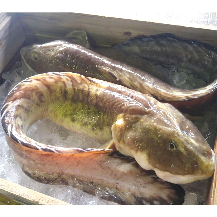 日本海の三大珍魚「ばばあ」