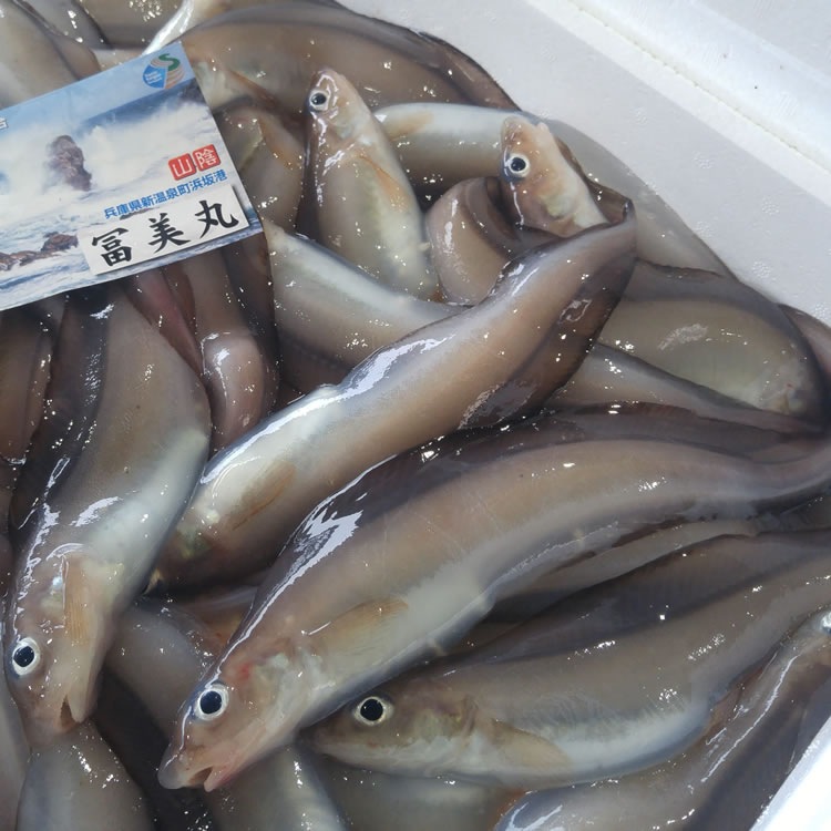 日本海の三大珍魚「とーろ」