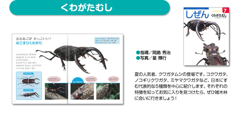 しぜんキンダーブック2014年7月号／くわがたむし