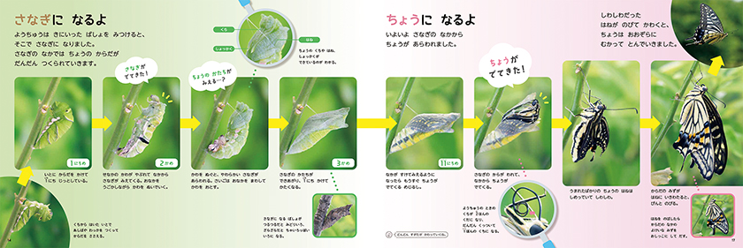 しぜんキンダーブック 2023年4月号／ちょう