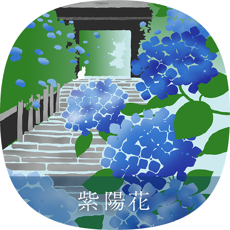 紫陽花