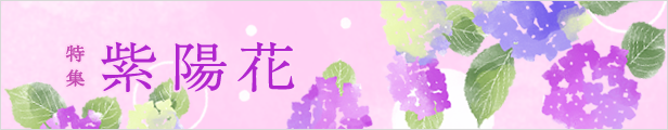 紫陽花