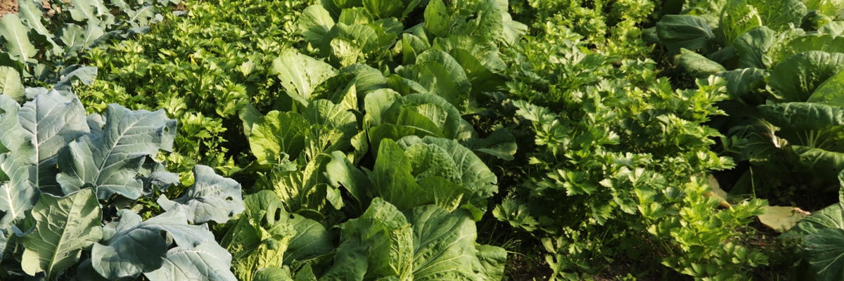 自然栽培の畑風景