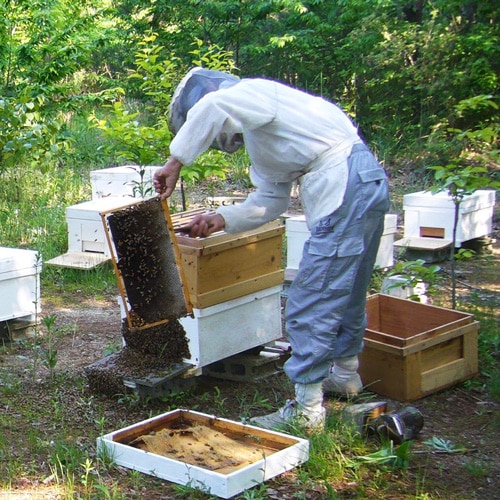 はちまつ養蜂農場