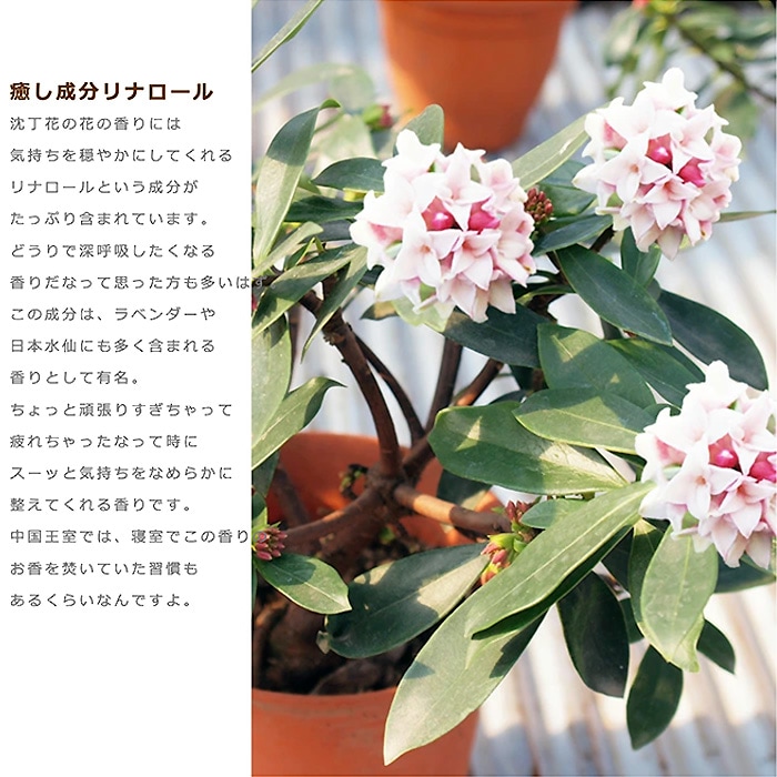 斑入り沈丁花 鉢植え 55cm コレクション 18号くらい ジンチョウゲ じんちょうげ 園芸 ガーデニング 挿し木にも