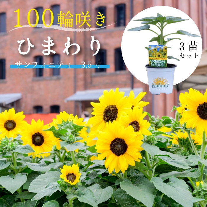 ひまわり サンフィニティ 3.5寸 3苗セット 100輪咲く 花持ち長い 夏 暑 